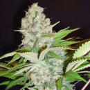 Bubble Kush